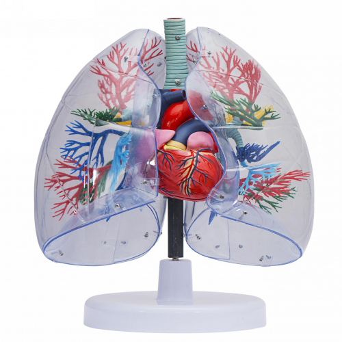 透明肺、氣管、支氣管連心臟模型