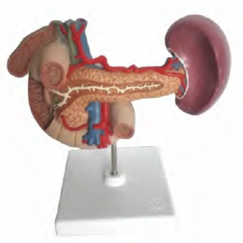 胰、脾、十二指腸、膽囊模型