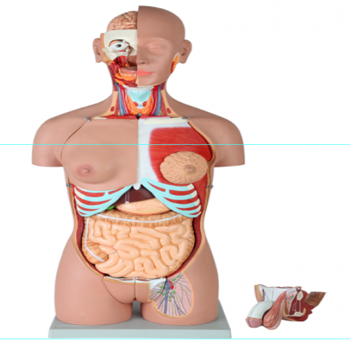 男、女兩性人體背部開(kāi)放式半身軀干模型（87cm/29件）