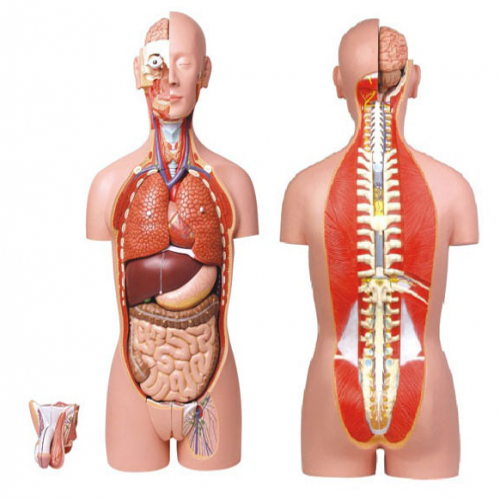 男、女兩性人體背部開(kāi)放式半身軀干模型（87cm/27件）